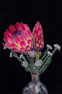 Des fleurs de protéa aux couleurs éclatantes