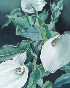 Callas blanches