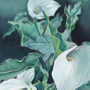 Callas blanches