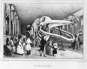La baleine au Musée d