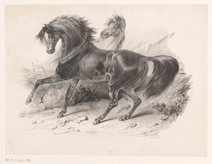 Deux chevaux sauvages