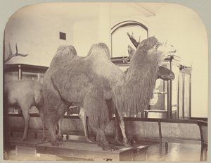 Pl. VIII. Chameau et élan