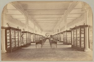 Pl. V. Étage supérieur : Fossiles