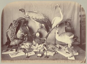 Pl. XIII. Oiseaux - Victor Prevost, Gaston L. Feuardent and Co., New York