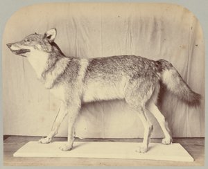 Pl. XII. Loup européen - Victor Prevost, Gaston L. Feuardent and Co., New York