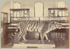 Pl. XI. Tigre du Bengale
