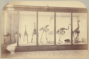 Pl. XV. Oiseaux fossiles : Nouvelle-Zélande - Victor Prevost, Gaston L. Feuardent and Co., New York