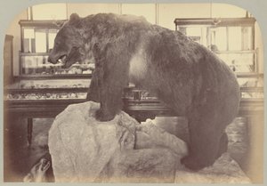 Pl. X. Ours grizzly