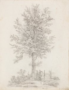 Arbre à feuilles larges - Victoria Åberg