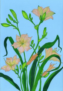 Douces fleurs couleur pêche