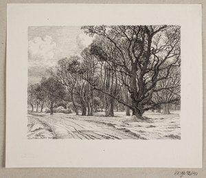 Hiver dans la forêt