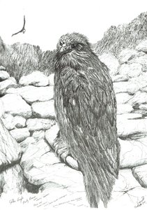 Aigles des Highlands, 2011 - Vincent Alexander Booth
