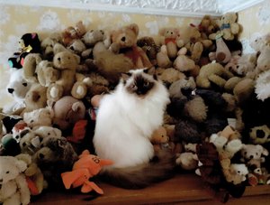 Fille et le pique-nique des ours en peluche, 2022