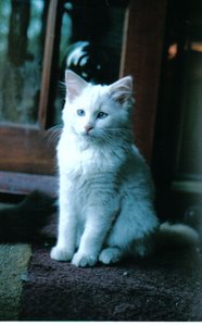 Chaton de glace, 2006