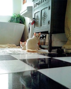 Chats mignons