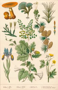 Illustration botanique, vers 1880 - Vincent Brooks Day and Son