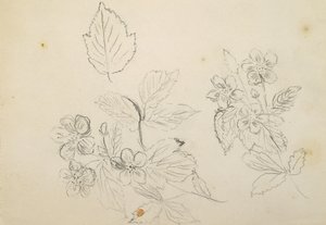 Étude de fleurs, 1869-1871