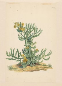 Plante de glace