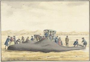 Cachalot échoué sur la plage entre Zandvoort et Wijk aan Zee, 20 février 1762, vu de dos