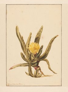 Ficoïde glaciale avec fleurs jaunes