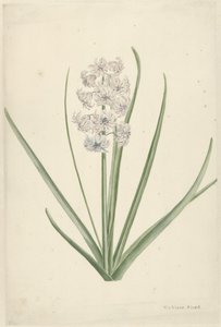 Jacinthe blanc-bleu clair
