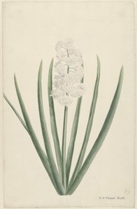 Jacinthe blanche - Vincent Jansz. van der Vinne