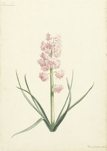 Hyacinthe Coralienne