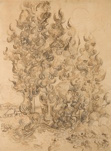 Cyprès