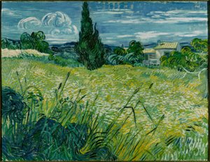 Champ de blé vert avec cyprès