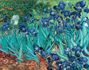 Iris