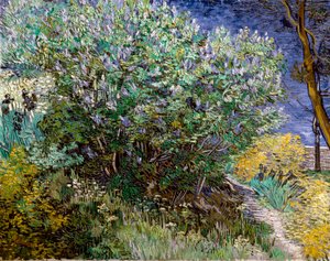 Le buisson de lilas