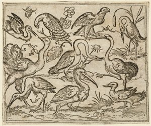 Autruche à gauche avec neuf autres oiseaux, dont un héron et un pélican..., 1557