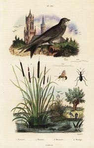 Martinet alpin, massette, coléoptère et guêpe, 1834-1839 (gravure)