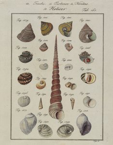 Coquillages : Trochi, Turbines, Neritae Helices, du Neues Systematisches Conchylien-Cabinet, 1784 - Vogel