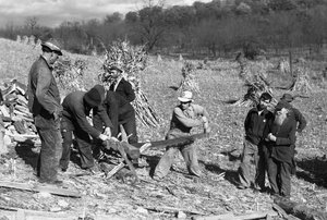Ouvriers agricoles dans un champ de maïs sciant une bûche pour faire du bois de chauffage en utilisant une scie à tronçonner opérée par deux hommes