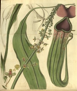 Nepenthes khasiana du Curtis’s Botanical Magazine