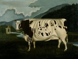 La célèbre Craven Heifer