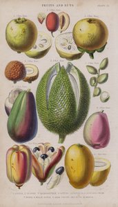 Goyave; Jujube; Mangoustan; Litchi; Pistacia; Avocat; Durio; Pomme de Malaisie; Akee Fruits et noix; Mangue - W. Fitch