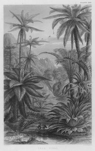 Fougères arborescentes - W. Fitch