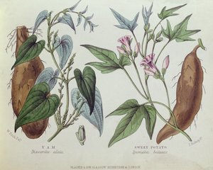 Igname et patate douce - W. Fitch