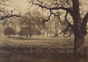 Parc de Windsor, nourrissage des cerfs
