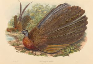 Faisan Argus (Argusianus Argus)