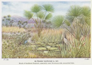 Un paysage éocène