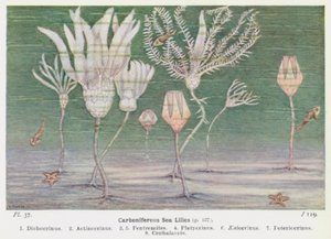 Lys de mer du Carbonifère