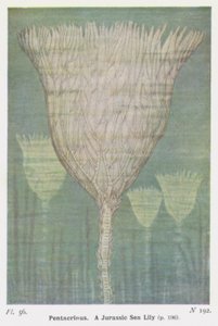 Pentacrinus, un lys de mer jurassique