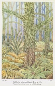 Sigillaria, un arbre carbonifère