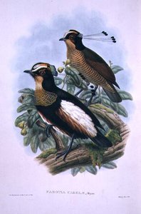 Oiseau de paradis à six fils de la reine Carola - W. and Keulemans J.G. Hart