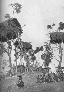 Dobos, maisons dans les arbres pour femmes célibataires en Mélanésie, 1902