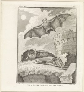 Chauves-souris