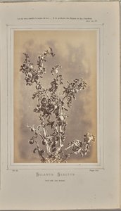 Solanum sanctum, cuelli à Èze (Alpes-Maritimes) - W. de Bray
